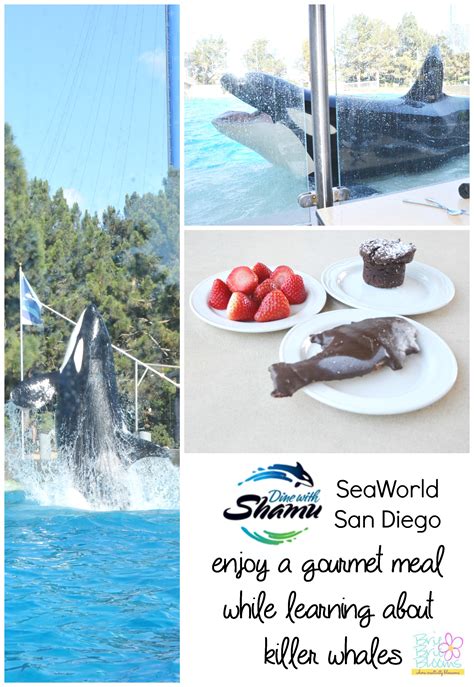 Dine With Shamu Seaworld San Diego Gourmet Dining While Learning About