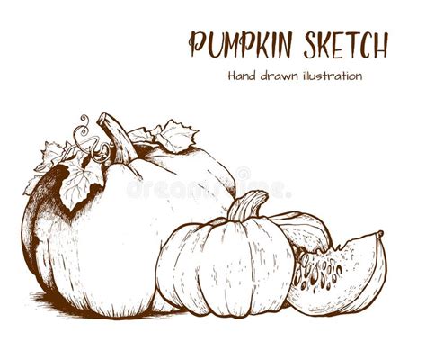 Sistema Del Dibujo Del Vector De La Calabaza Ilustración del Vector