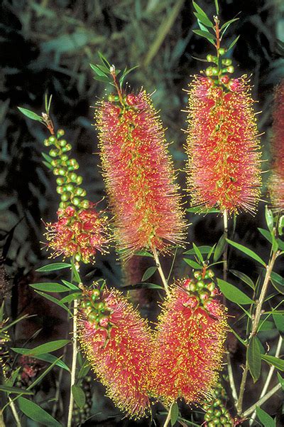 Callistemon Old Duninald Syn Melaleuca Old Duninald Australian