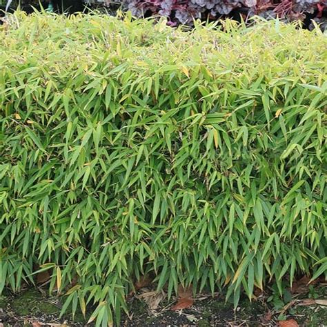 Fargesia Pingwu Umbrella Bamboo Hardy And Low Maintenance Tall