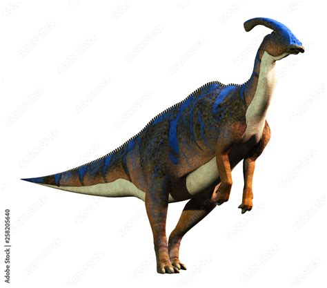 A Parasaurolophus A Type Of Herbivorous Ornithopod Dinosaur Of The