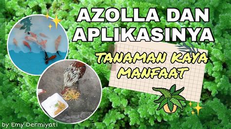 AZOLLA DAN APLIKASINYA TANAMAN KAYA MANFAAT YouTube