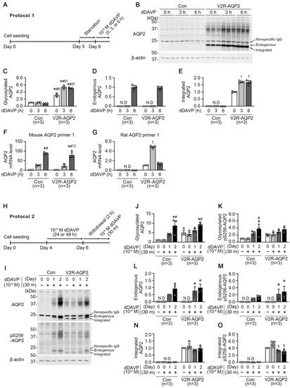 Ijms Free Full Text Genome Engineered Mpkccdc14 Cells As A New