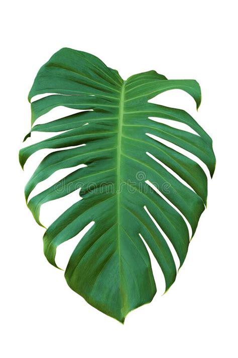 Hoja Verde De Monstera Sobre Fondo Blanco Plantas Verdes De Selva