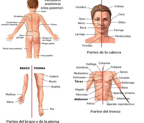 Anatom A Humana Descripci N De La Anatom A