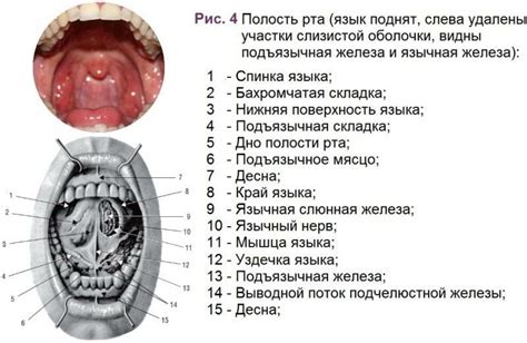 Mundhöhle Bei Menschen Die Anatomische Struktur