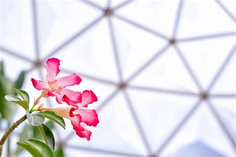 14 Geodesic Dome Greenhouse Ideas - All You Need to Know