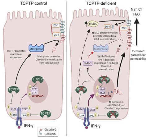 Jci T Cell Protein Tyrosine Phosphatase Protects Intestinal Barrier Function By Restricting