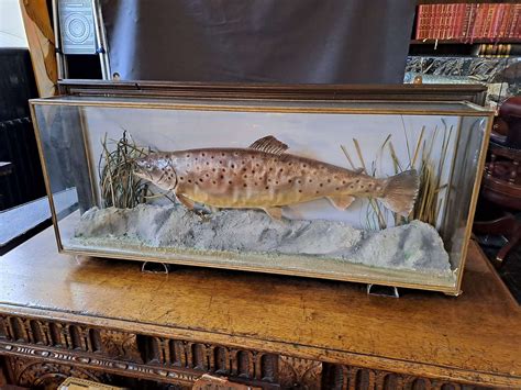 Taxidermy Strichen Antiques Aberdeenshire And Uk