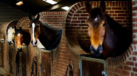 Manege Zwolle Doet Morgen De Deuren Open Voor Publiek Op Open Manegedag