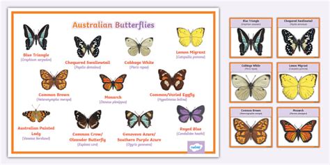 Common Australian Butterflies Identification Guide Twinkl