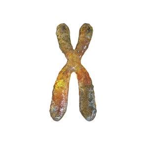 Chromosome Photograph By Kateryna Kon Science Photo Library Fine Art