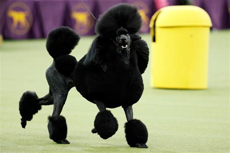 A Standard Poodle Wins Westminster Best In Show The Denver Post