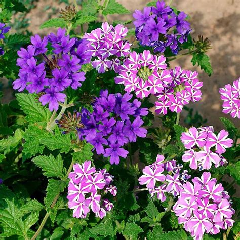 10 Pretty Purple Flowers That'll Make Your Garden Pop | Family Handyman