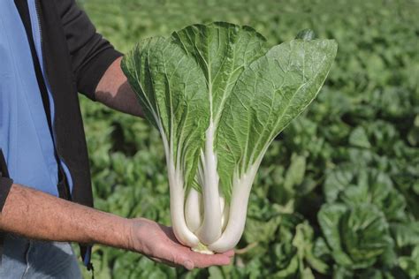 Compak Pak Choi Treated Seed Seedway