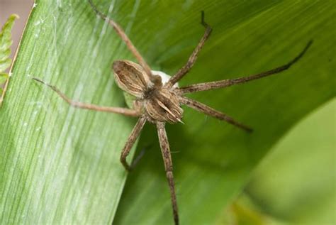 Uk Spider Invasion The Big Spiders That Will Be Invading Your Home In