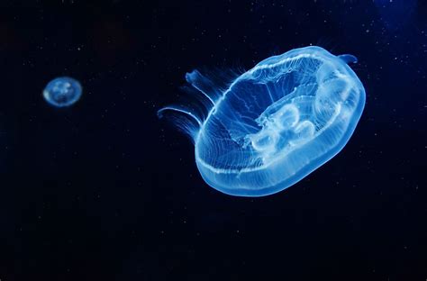 Moon Jellyfish Facts Animals Of North America