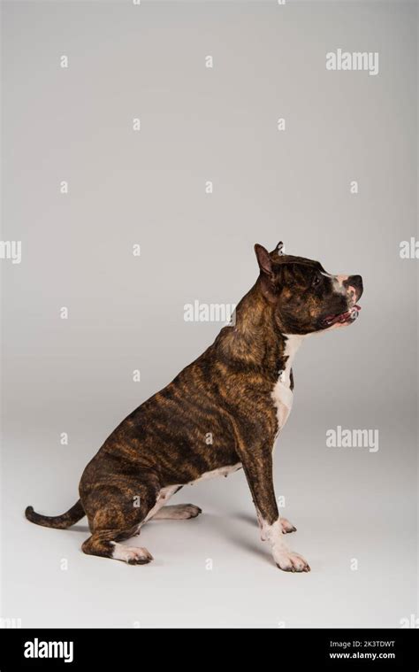 Side View Of Purebred Staffordshire Bull Terrier Sitting On Greystock