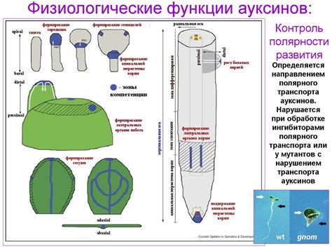 Генетика развития растений. Ауксины - online presentation