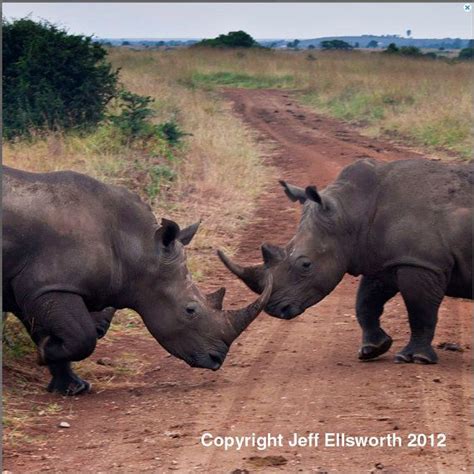 Rhino Rhinoceros Fine Art Photography By Photosbyjerrycowart