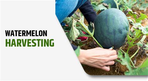 Watermelon Farming Business Ideas Cultivation Process