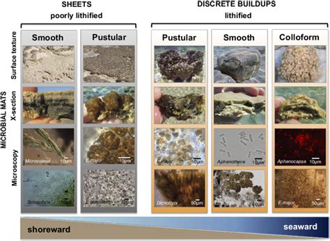 Micrographs of structure-forming microbial mats. Field photographs and... | Download Scientific ...