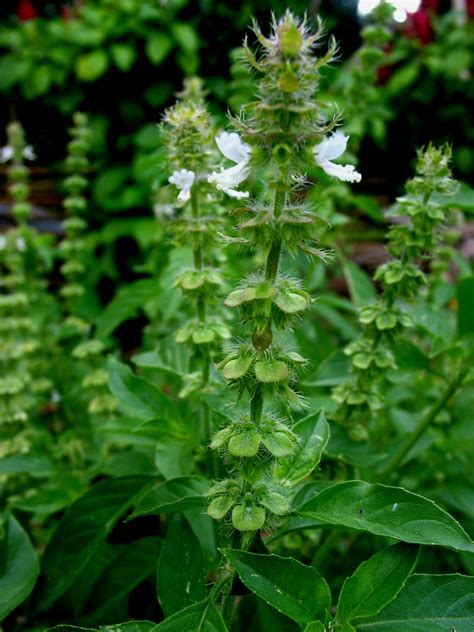 Ocimum Basilicum Lamiaceae Image 25589 At PhytoImages Siu Edu