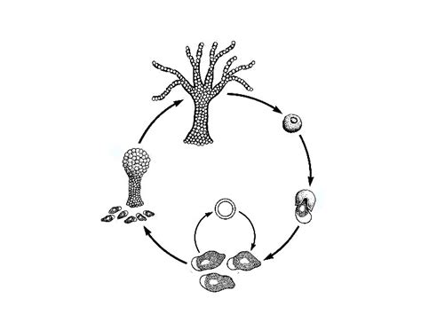 Acrasiomycota Acrasis Rosea Life Cycle Quiz