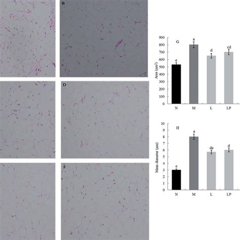 Observation Of The Epididymal Fat Section A Normal Group B Model