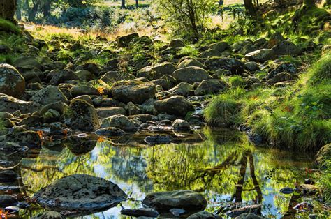 Free Images Forest Rock Wilderness Pond Stream Jungle Botany