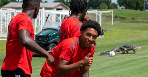 Domeniche Bestiali L Alligatore Sul Campo Del Toronto Fc Ingaggiato