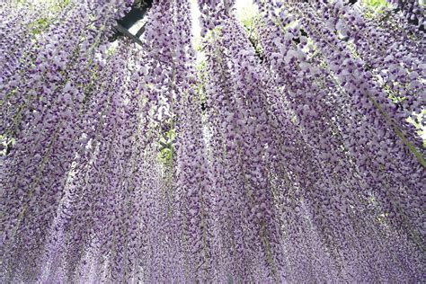 Japan Great Wisteria Festival Ashikaga Flower Park Deetour A