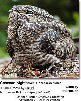 Nighthawk Bird Logo - LogoDix
