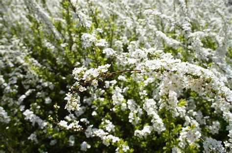 Spiraea thunbergii