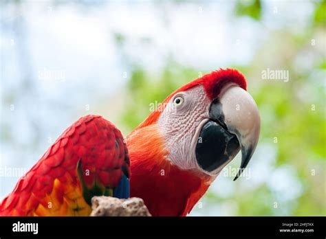 Macaws Are A Group Of New World Parrots That Are Long Tailed And Often