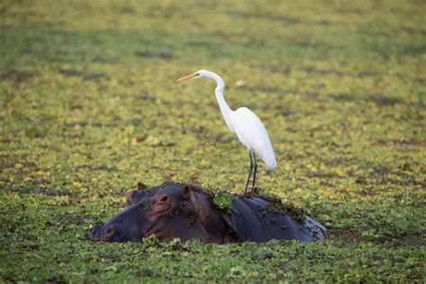 Symbiotic relationships: The art of living together - Zambia Tourism