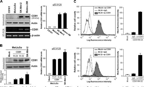 Figure 1 From The Tetraspanin Cd81 Protein Increases Melanoma Cell