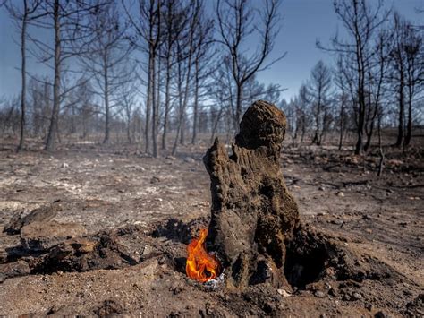 C Mo Se Recupera Un Terreno Tras La Extinci N De Un Incendio Forestal