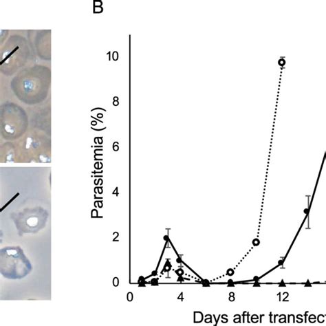 Transfection Of Fully Mature Schizonts Of P Falciparum A The Fully