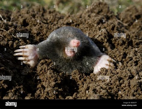 Mole Animal Stock Photos & Mole Animal Stock Images - Alamy