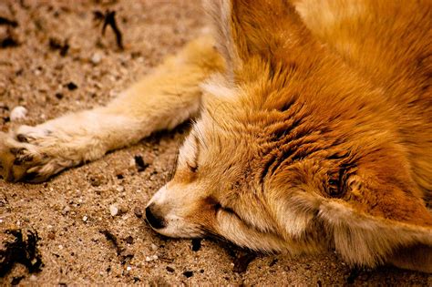 Sleeping fennec fox