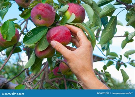 Apple Picking Stock Image Image Of Healthy Nature Pick 58665761