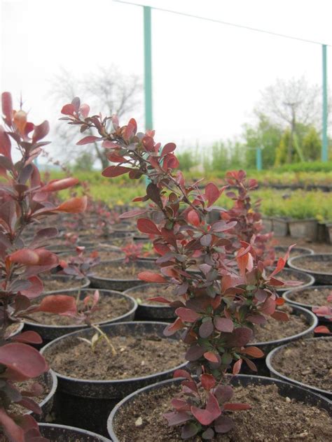 Берберис – Червен (Berberis Thunbergii Atropurpurea)
