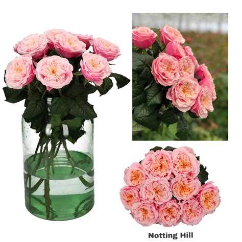 Notting Hill Vip Roses