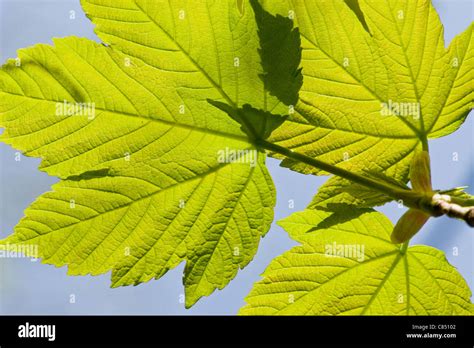 Sicomoro Hoja Hojas Primavera Verde Fotograf As E Im Genes De Alta