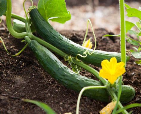 Cetrioli Come Si Coltiva Il Cetriolo Nell Orto Bio