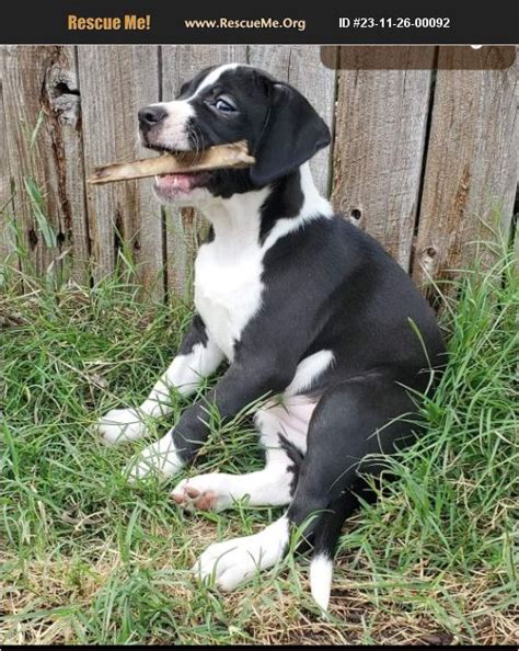 Adopt Treeing Walker Coonhound Rescue Liberty Hill Tx