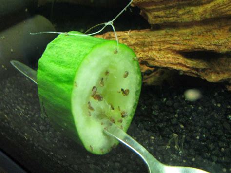 Schnecken Im Aquarium Entfernen Aquarienmagazin