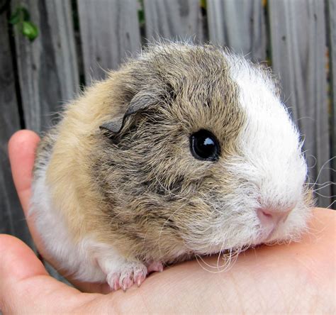 All Things Guinea Pig Baby Updates Curly Girls