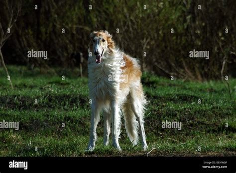 Borzoi Walking Hi Res Stock Photography And Images Alamy